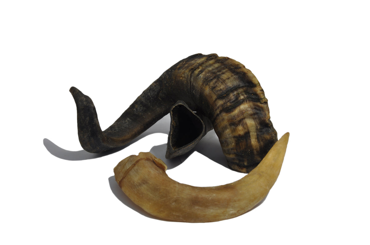Widderhorn 1 Stück