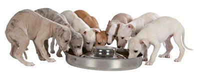 Trixie Junior Puppyvoerbak Rvs 38 Cm 4 Ltr - foto 2