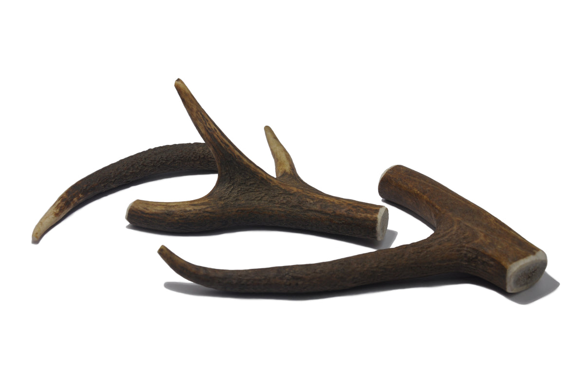 Deer antler M ( 76-150 grams ) 1 piece