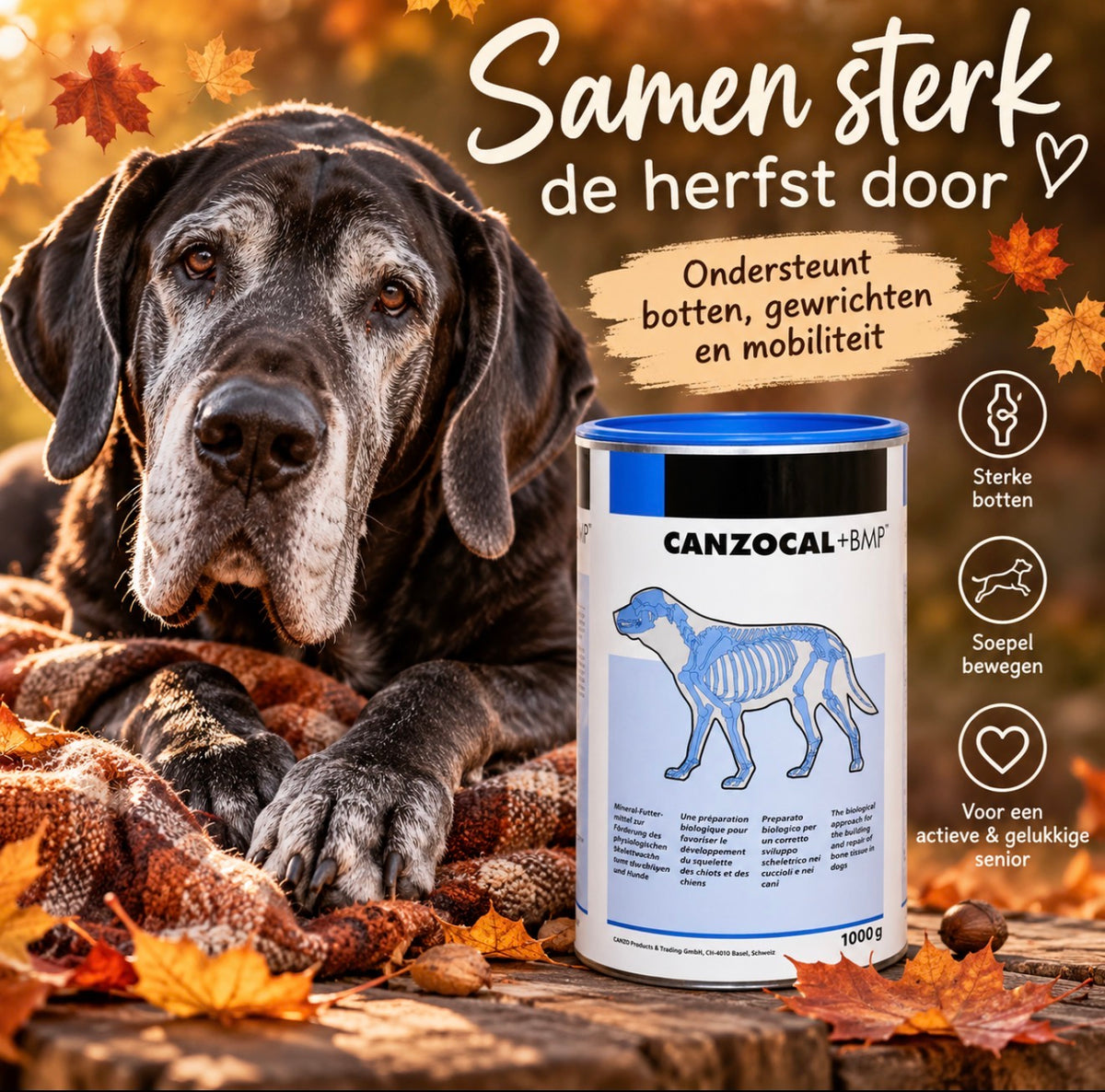 Canzocal + BMP met een oudere Duitse Dog in warme herfstkleuren, Samen sterk de herfst door.